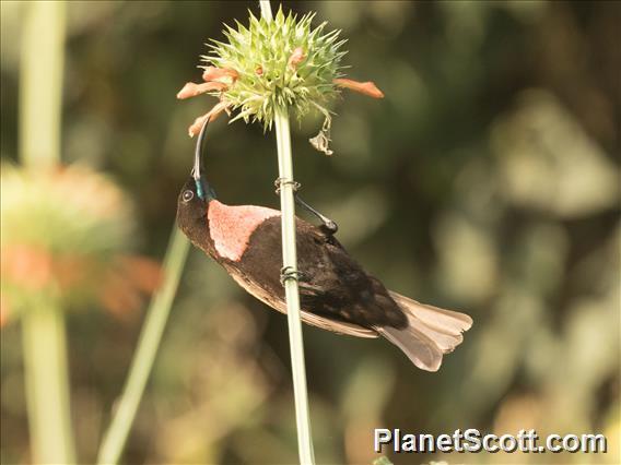 Scarlet-chested Sunbird (Chalcomitra senegalensis)