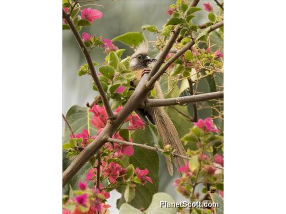 Speckled Mousebird (Colius striatus)