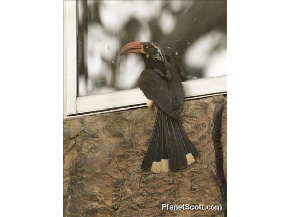 Crowned Hornbill (Lophoceros alboterminatus)