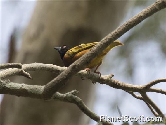 Golden-backed Weaver (Ploceus jacksoni)