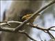 Golden-backed Weaver (Ploceus jacksoni)