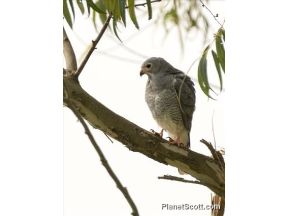 Lizard Buzzard (Kaupifalco monogrammicus)