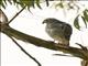 Lizard Buzzard (Kaupifalco monogrammicus)