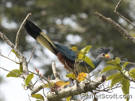 Great Blue Turaco (Corythaeola cristata)