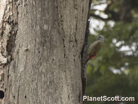 African Gray Woodpecker (Dendropicos goertae)