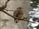 Common Buzzard (Buteo buteo)