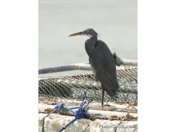 Western Reef-Heron (Egretta gularis)