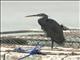 Western Reef-Heron (Egretta gularis)