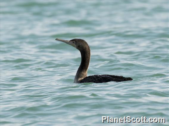 Socotra Cormorant (Phalacrocorax nigrogularis)