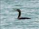 Socotra Cormorant (Phalacrocorax nigrogularis)