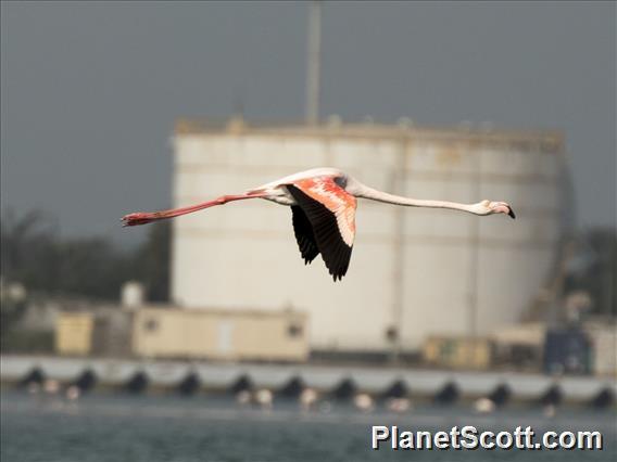 Greater Flamingo (Phoenicopterus roseus)