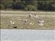 Crab Plover (Dromas ardeola)