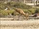 Arabian Gazelle (Gazella arabica)