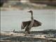 Great Cormorant (Phalacrocorax carbo)