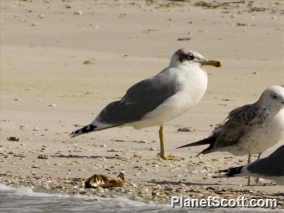 Palla's Gull (Ichthyaetus ichthyaetus)