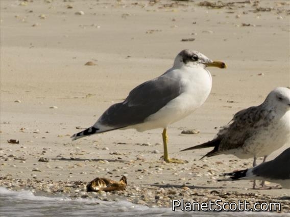 Pallas's Gull (Ichthyaetus ichthyaetus)