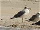 Pallas Gull (Ichthyaetus ichthyaetus)