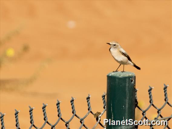 Desert Wheatear (Oenanthe deserti)