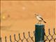 Desert Wheatear (Oenanthe deserti)