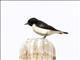 Humes Wheatear (Oenanthe albonigra)