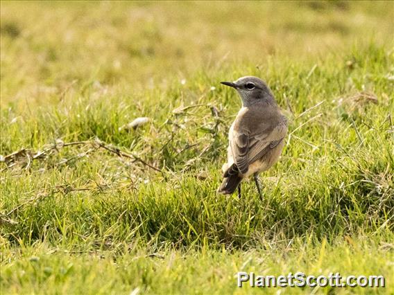 Persian Wheatear (Oenanthe chrysopygia)