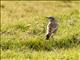 Persian Wheatear (Oenanthe chrysopygia)