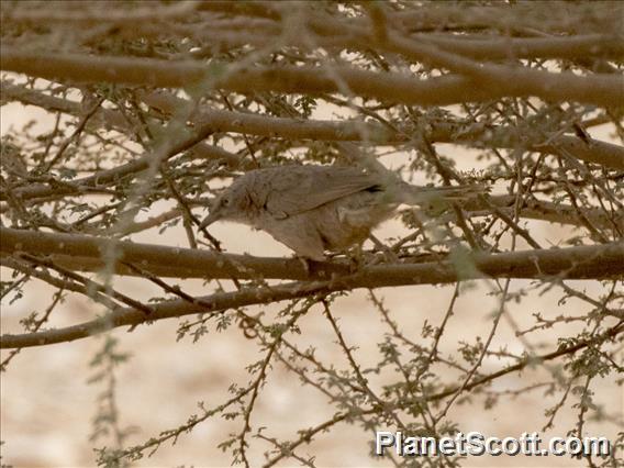 Arabian Babbler (Argya squamiceps)