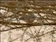 Arabian Babbler (Turdoides squamiceps)