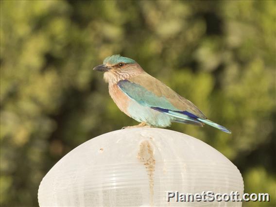 Indian Roller (Coracias benghalensis)