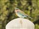 Indian Roller (Coracias benghalensis)