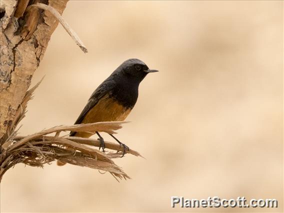 Black Redstart (Phoenicurus ochruros)