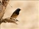 Black Redstart (Phoenicurus ochruros) - Male