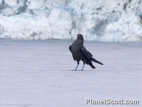 Brown-necked Raven (Corvus ruficollis)