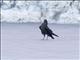 Brown-necked Raven (Corvus ruficollis)