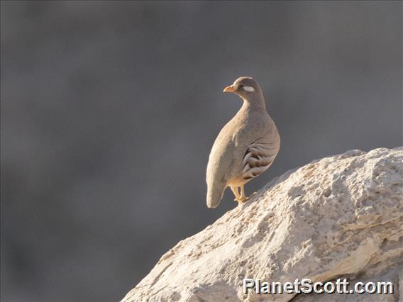 Sand Partridge (Ammoperdix heyi)