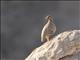 Sand Partridge (Ammoperdix heyi)