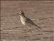 Crested Lark (Galerida cristata)