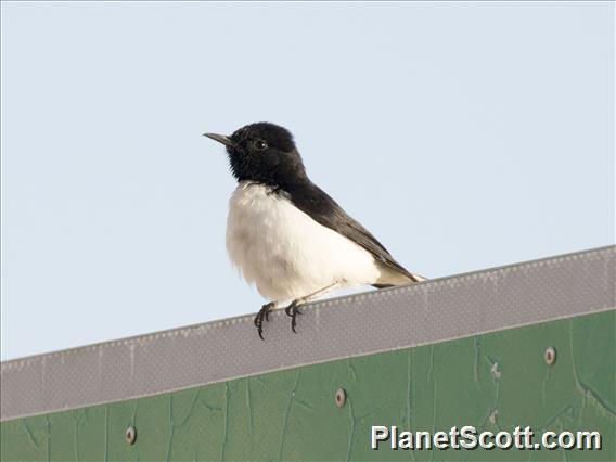 Hume's Wheatear (Oenanthe albonigra)