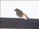 Black Redstart (Phoenicurus ochruros) - Female