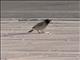 White-spectacled Bulbul (Pycnonotus xanthopygos)