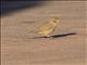 Desert Lark (Ammomanes deserti)