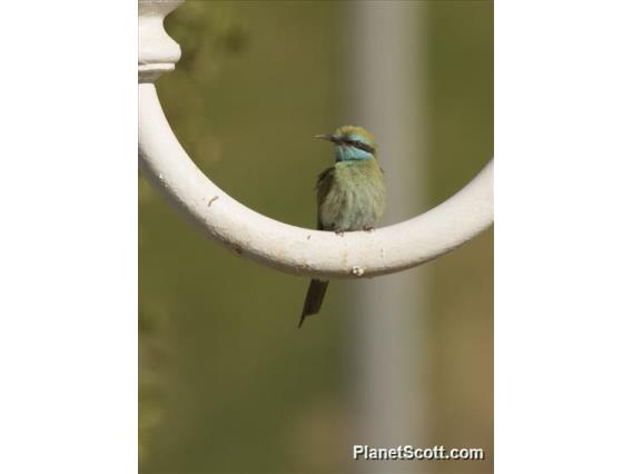 Arabian Green Bee-eater (Merops cyanophrys)