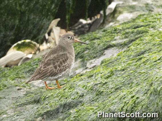 Purple Sandpiper (Calidris maritima)