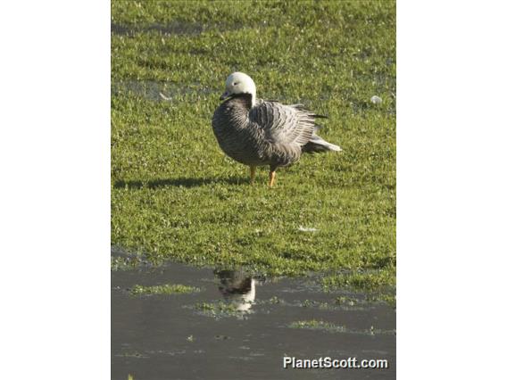 Emperor Goose (Anser canagicus)