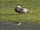 Emperor Goose (Anser canagica)