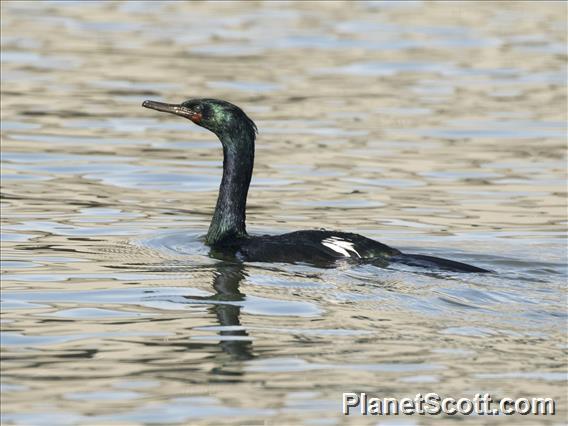 Pelagic Cormorant (Urile pelagicus)