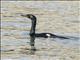 Pelagic Cormorant (Phalacrocorax pelagicus)