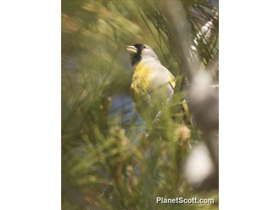 Lawrence's Goldfinch (Spinus lawrencei)