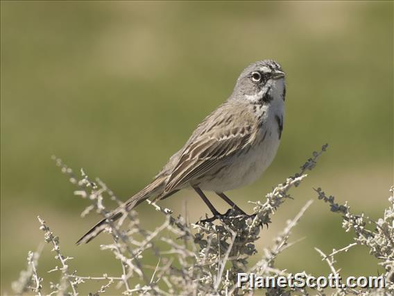 Bell's Sparrow (Artemisiospiza belli)