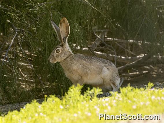 Black-tailed Jackrabbit (Lepus californicus)